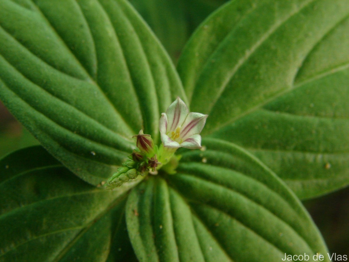 Spigelia anthelmia L.